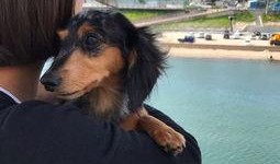 最新台湾狗崽爆料新闻报道,最新独家内幕揭露